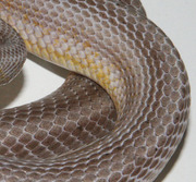 Anerythristic Bloodred Stripe Scale Close-Up