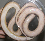 Anerythristic Bloodred Stripe Ventral Photo