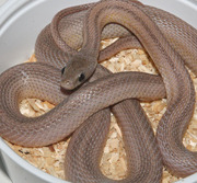 Anerythristic Bloodred Stripe Corn Snake
