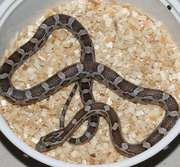 Anerythristic Corn Snake