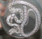 Anerythristic Lavender Corn Snake