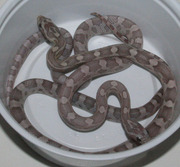 Anerythristic Lavender Corn Snake