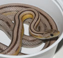 Anery Stripe Corn Snake