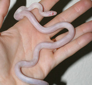 Blizzard Yearling Corn Snake