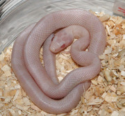 Blizzard Corn Snake