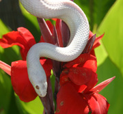 Blizzard Corn Snake