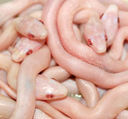 Blizzard Hatchling Corn Snakes
