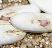 Blizzard Corn Snake Pippies