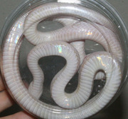 Blizzard Corn Snake Ventral Photo