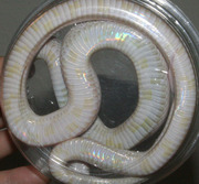 Blizzard Corn Snake Ventral Photo