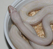 Blizzard Corn Snake