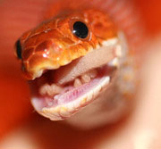 Bloodred Corn Snake Eating