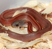 Bloodred Stripe Corn Snake Hatchling