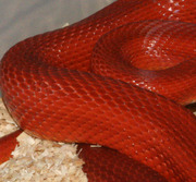 Bloodred Stripe Scale Close-Up