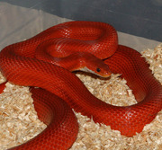 Bloodred Stripe Adult Corn Snake