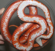 Bloodred Stripe Ventral Photo