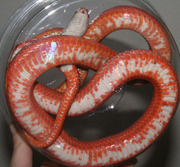 Bloodred Corn Snake Ventral Photo