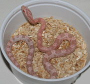 Bubblegum Snow Corn Snake Hatchling