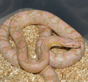 Bubblegum Snow Corn Snake