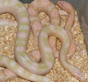 Bubblegum Snow Corn Snakes