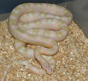Female Ault Bubblegum Snow Corn Snake