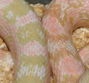 Bubblegum Snow Corn Snake Scale Close-Up