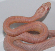 Bubblegum Snow Stripe Corn Snake