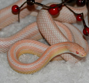 Bubblegum Snow Stripe Corn Snake