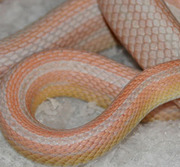 Bubblegum Snow Stripe Corn Snake Hatchlings