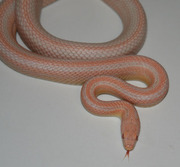 Bubblegum Snow Stripe Corn Snake