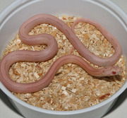 Bubblegum Snow Stripe Corn Snake