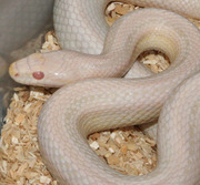 Bubblegum Snow Stripe Corn Snake Yearling