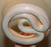 Bubblegum Snow Stripe Ventral Photo
