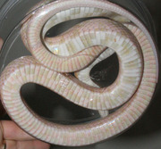 Bubblegum Snow Corn Snake Ventral Photo