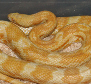Female Adult Butter Corn Snake