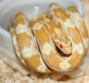 Butter Corn Snake In Water Dish
