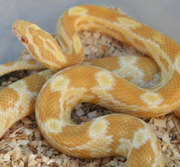 Buutter Corn Snake