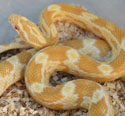 Butter Corn Snake