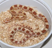 Heatchling Butter Corn Snake