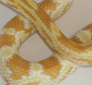 Butter Corn Snake Yearling