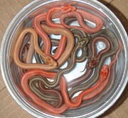 Butter Stripe Corn Snake