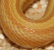 Butter Stripe Corn Snake Scale Close-Up