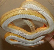 Butter Stripe Corn Snake Ventral Photo