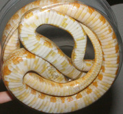 Butter Corn Snake Ventral Photo