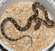 Caramel Motley Corn Snake Ventral Photo