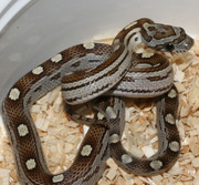Caramel Motley Corn Snake