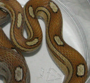 Caramel Motley Corn Snake Scale Close-Up