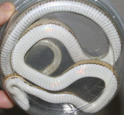 Caramel Motley Corn Snake Hatchling