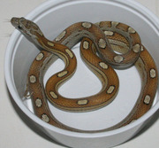 Caramel Motley Corn Snakes