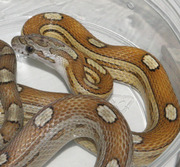 Caramel Motley Corn Snake